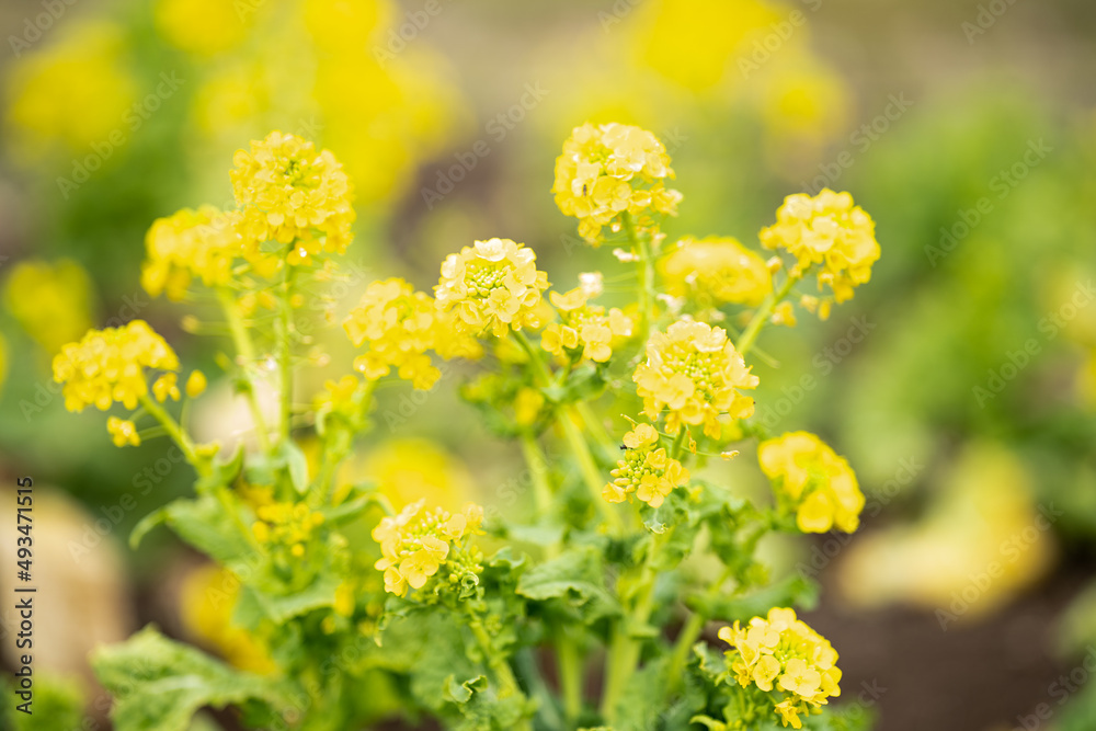 花壇の菜の花 花壇の菜の花