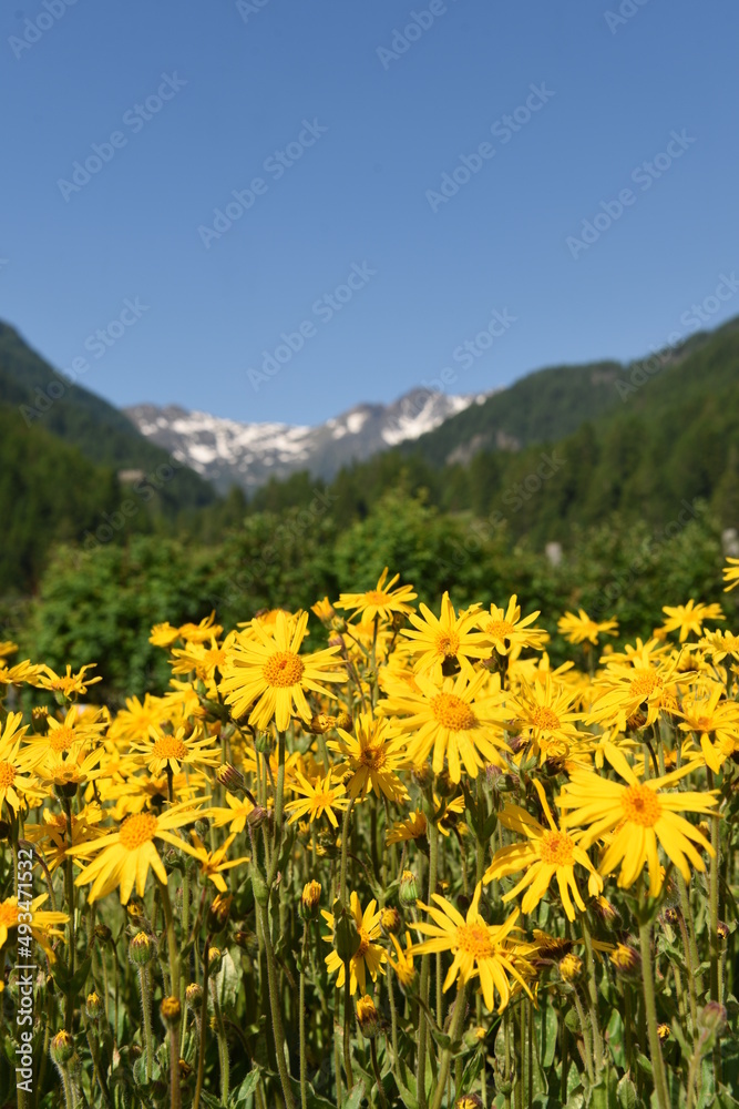 Obraz premium FIORI ARNICA