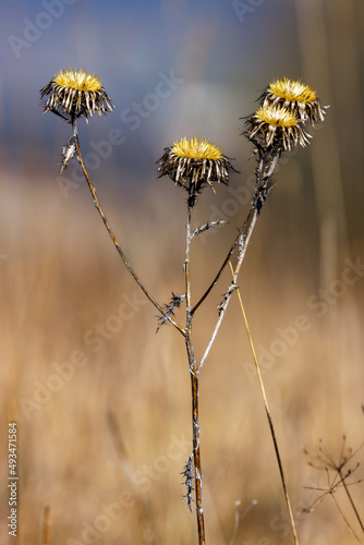 the heads of a sow thistle