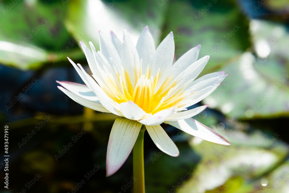 White Lotus Flower. Blooming water lily in a water garden. White Lotus Flower. Blooming water lily in a water garden.