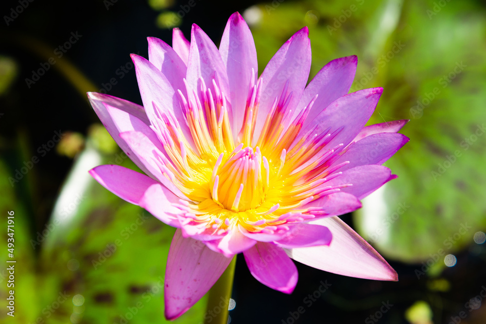 Pink Lotus Flower. Blooming water lily in a water garden. Pink Lotus Flower. Blooming water lily in a water garden.