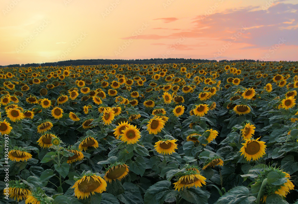 Fototapeta premium Sunflowers field on sunset. Harvesting Sunflower Seeds in agriculture. Huge yellow flowers on summer sun is harvesting sunflower seeds in autumn harvest season. Sunflowers farming for sunflower oil.