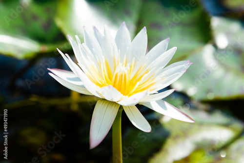 White Lotus Flower. Blooming water lily in a water garden.