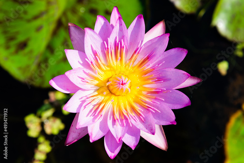 Pink Lotus Flower. Blooming water lily in a water garden.