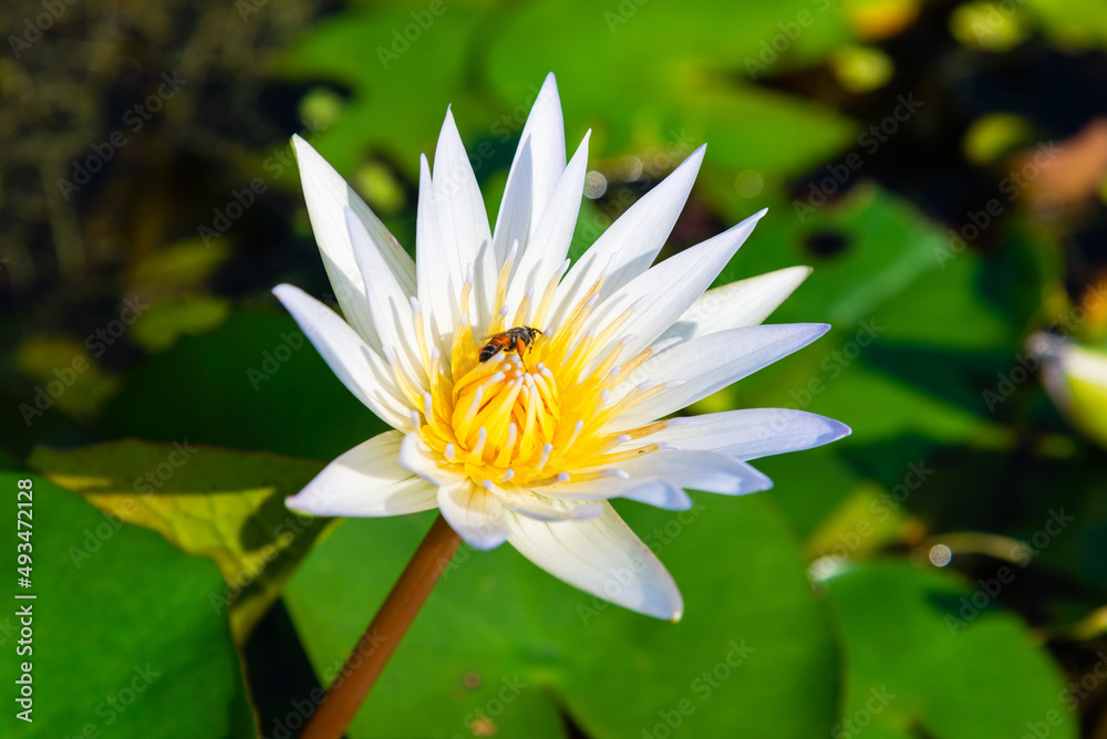 White Lotus Flower and Bee. Blooming water lily in a water garden. White Lotus Flower and Bee. Blooming water lily in a water garden.