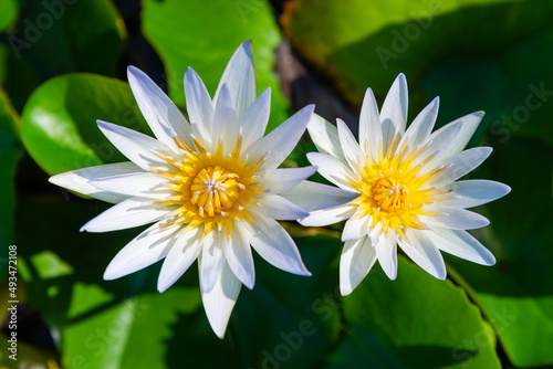 White Lotus Flower. Blooming water lily in a water garden.