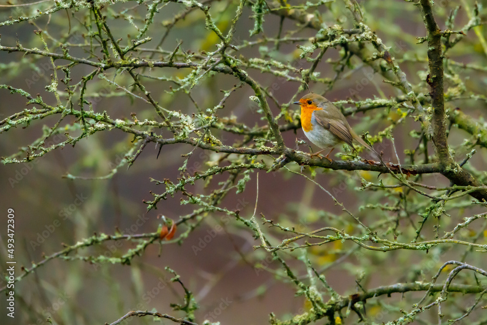 A European robin on a branch A European robin on a branch