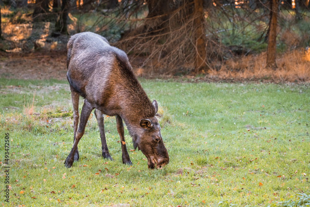 Elch in einem Nationalpark im bayerischen Wald an einem goldenen sonnigen Herbsttag, Deutschland Elch in einem Nationalpark im bayerischen Wald an einem goldenen sonnigen Herbsttag, Deutschland