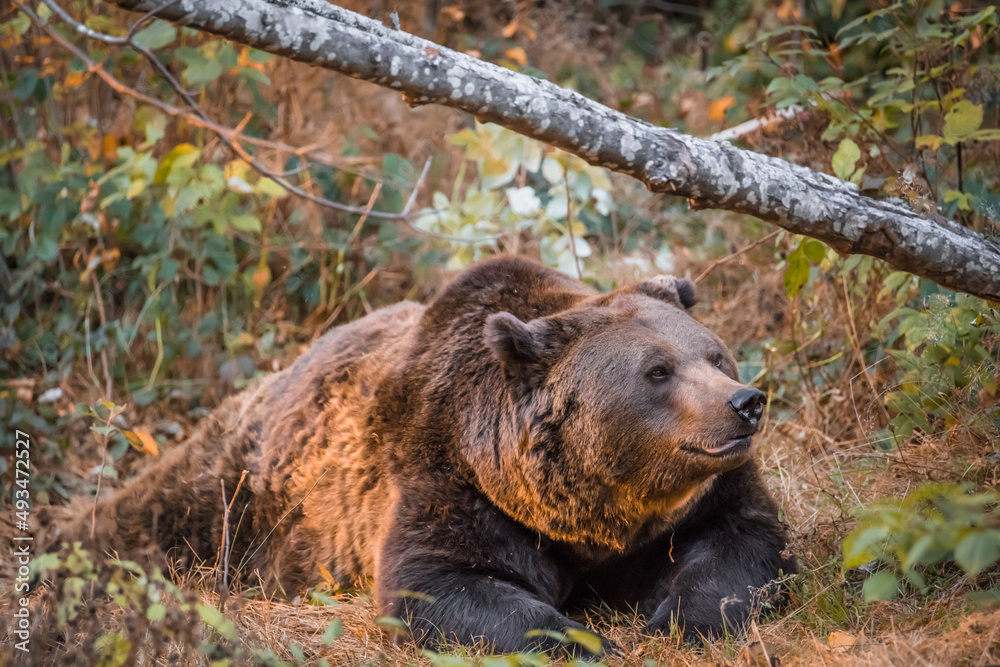 Naklejka premium Braunbär in einem Nationalpark im bayerischen Wald an einem goldenen sonnigen Herbsttag, Deutschland