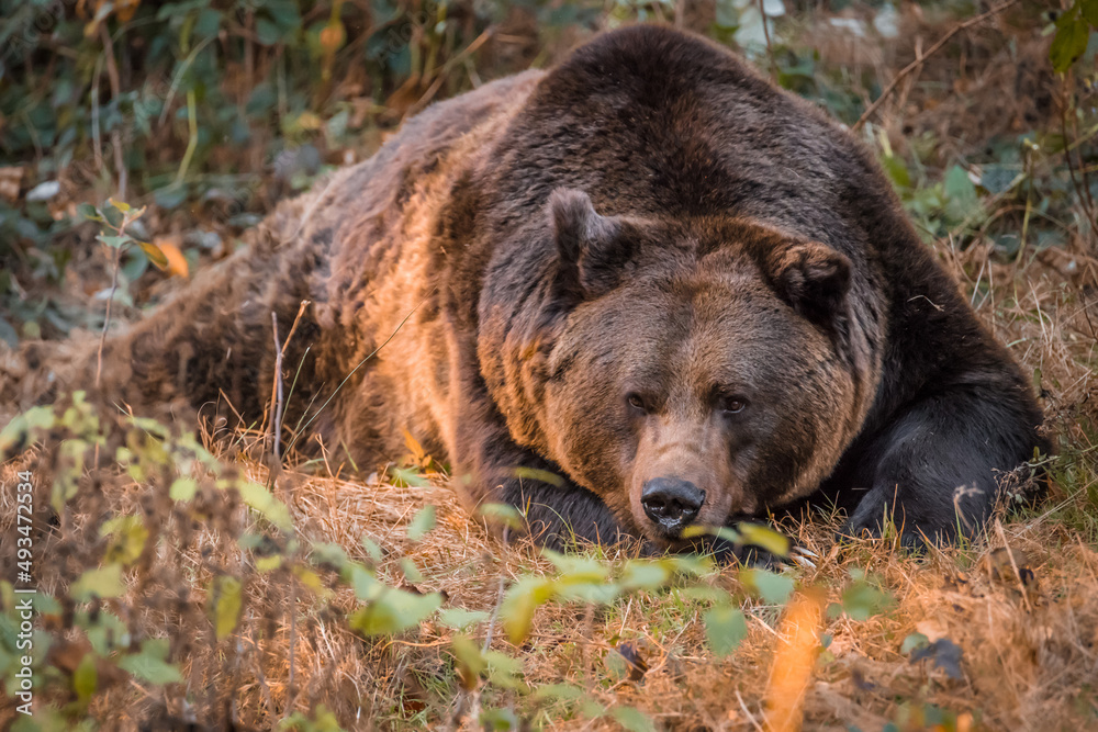 Braunbär in einem Nationalpark im bayerischen Wald an einem goldenen sonnigen Herbsttag, Deutschland Braunbär in einem Nationalpark im bayerischen Wald an einem goldenen sonnigen Herbsttag, Deutschland