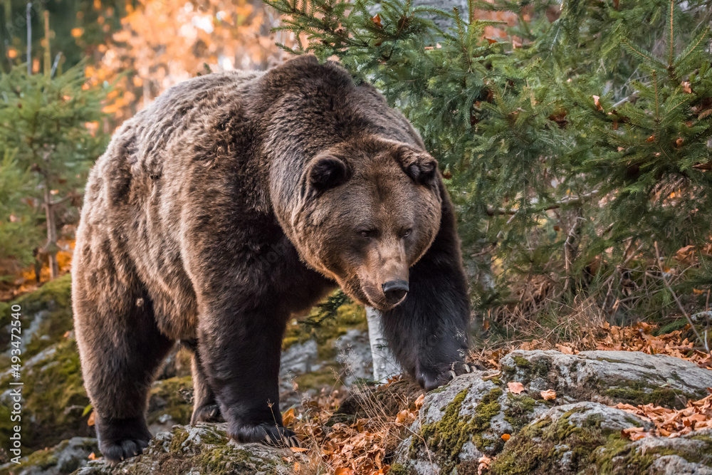 Braunbär in einem Nationalpark im bayerischen Wald an einem goldenen sonnigen Herbsttag, Deutschland