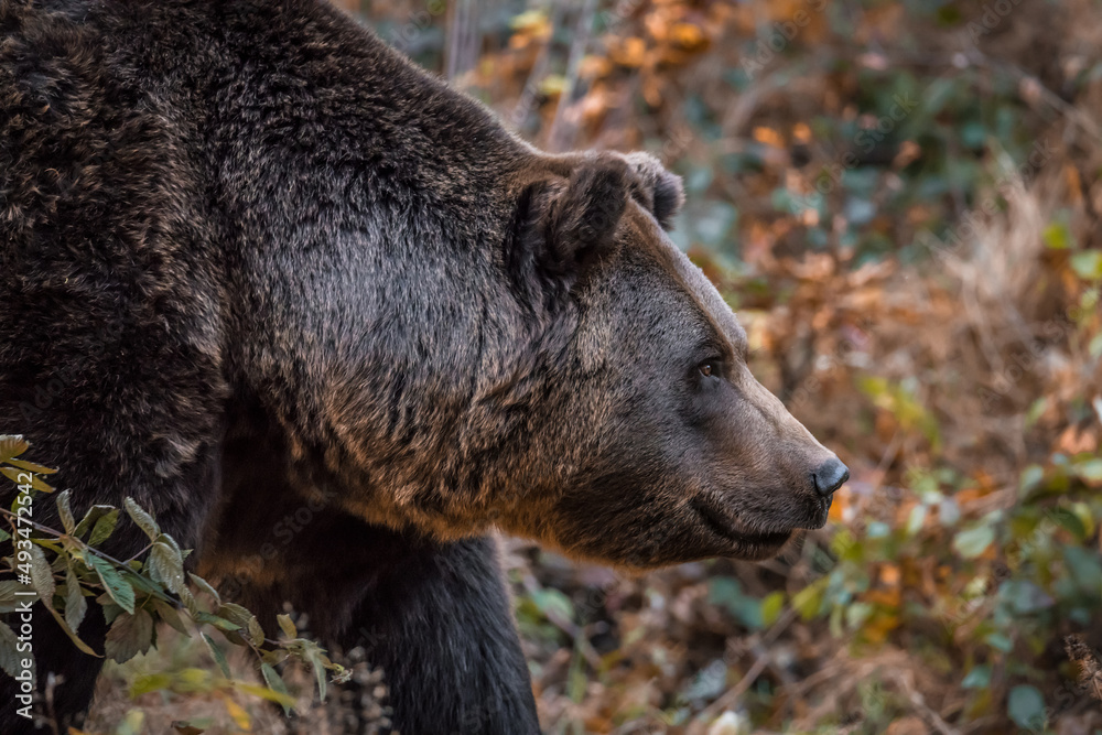 Braunbär in einem Nationalpark im bayerischen Wald an einem goldenen sonnigen Herbsttag, Deutschland Braunbär in einem Nationalpark im bayerischen Wald an einem goldenen sonnigen Herbsttag, Deutschland