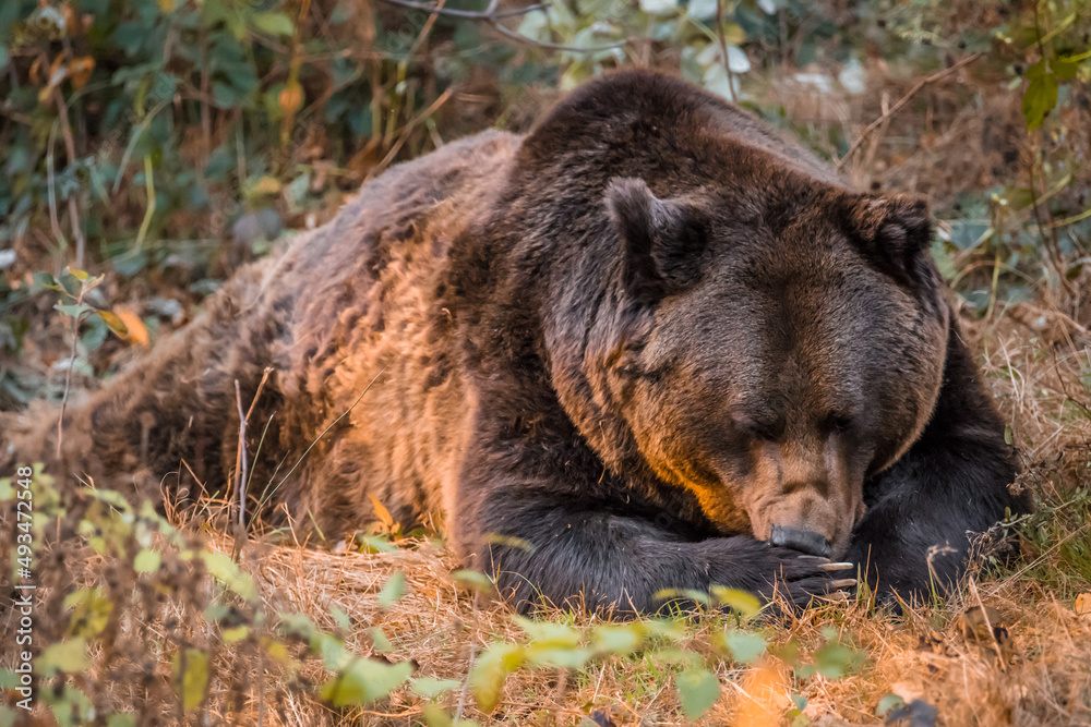 Fototapeta premium Braunbär in einem Nationalpark im bayerischen Wald an einem goldenen sonnigen Herbsttag, Deutschland
