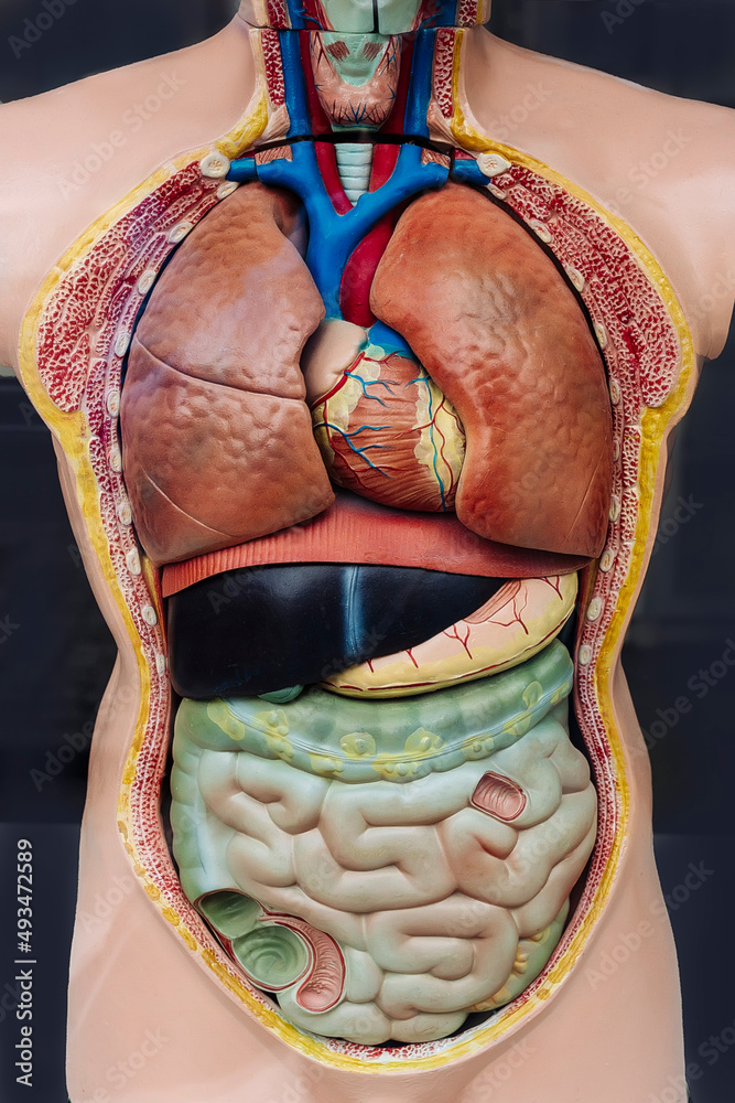 Anatomy human body model on black background..Parts of human body model  with organ system. Medical education concept. Photos | Adobe Stock