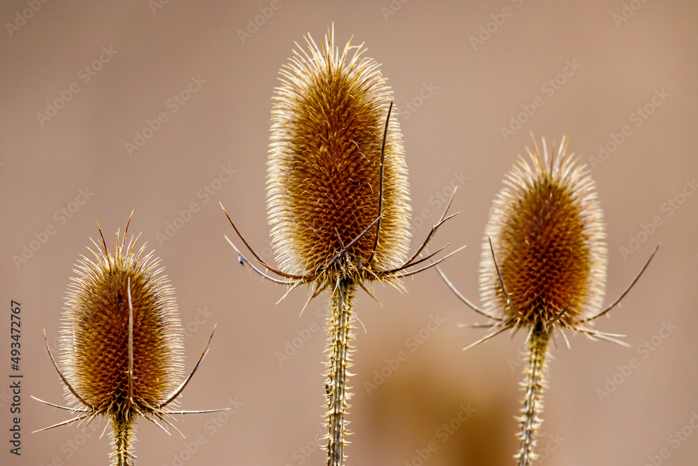 A dipsacus fullonum karden in the fall
