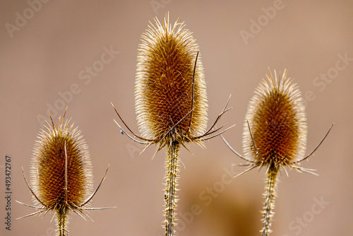 A dipsacus fullonum karden in the fall photo