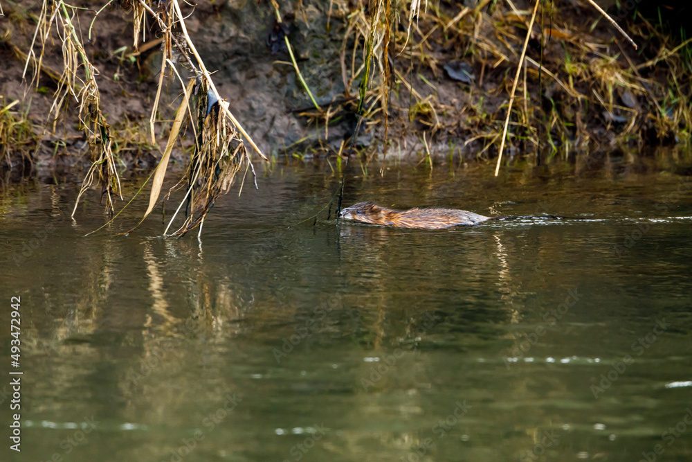 A Muskrat in a river A Muskrat in a river