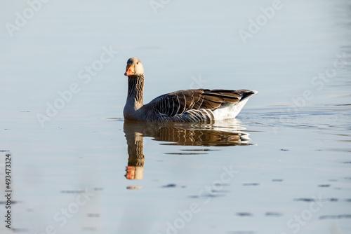 A greylag goose in the wild photo