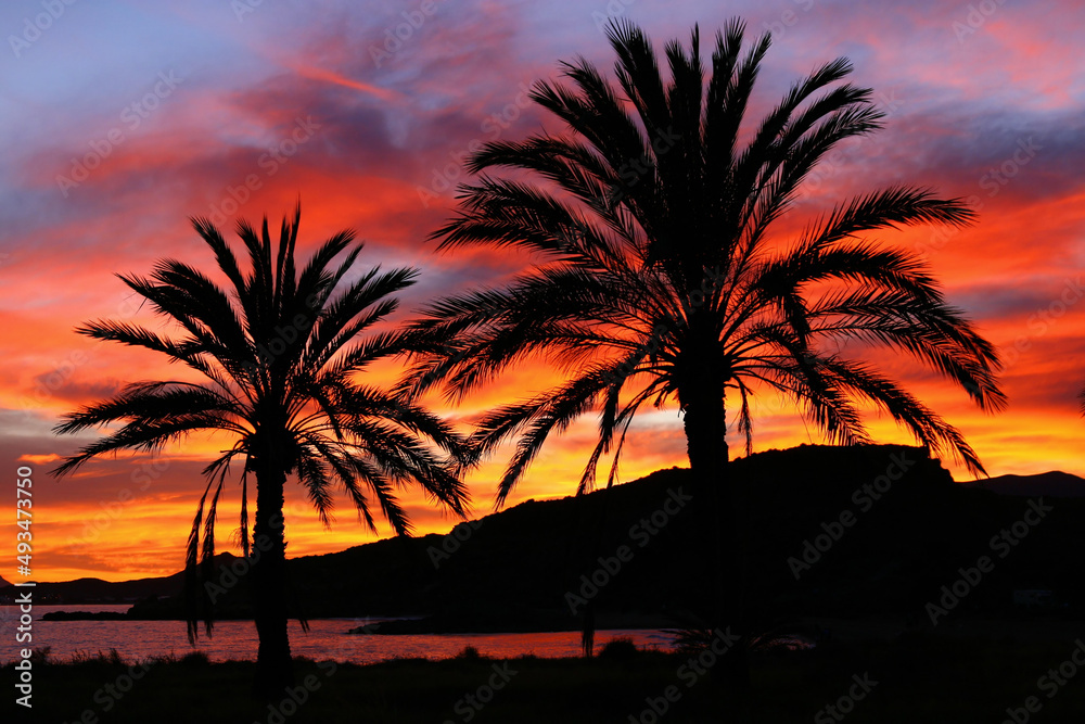 Coucher de soleil sur des palmiers au bord de la mer