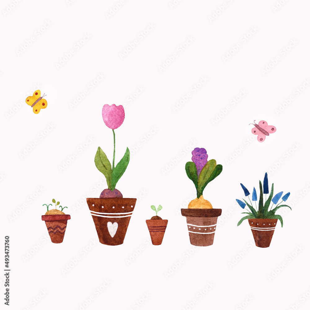 tulips in a pot