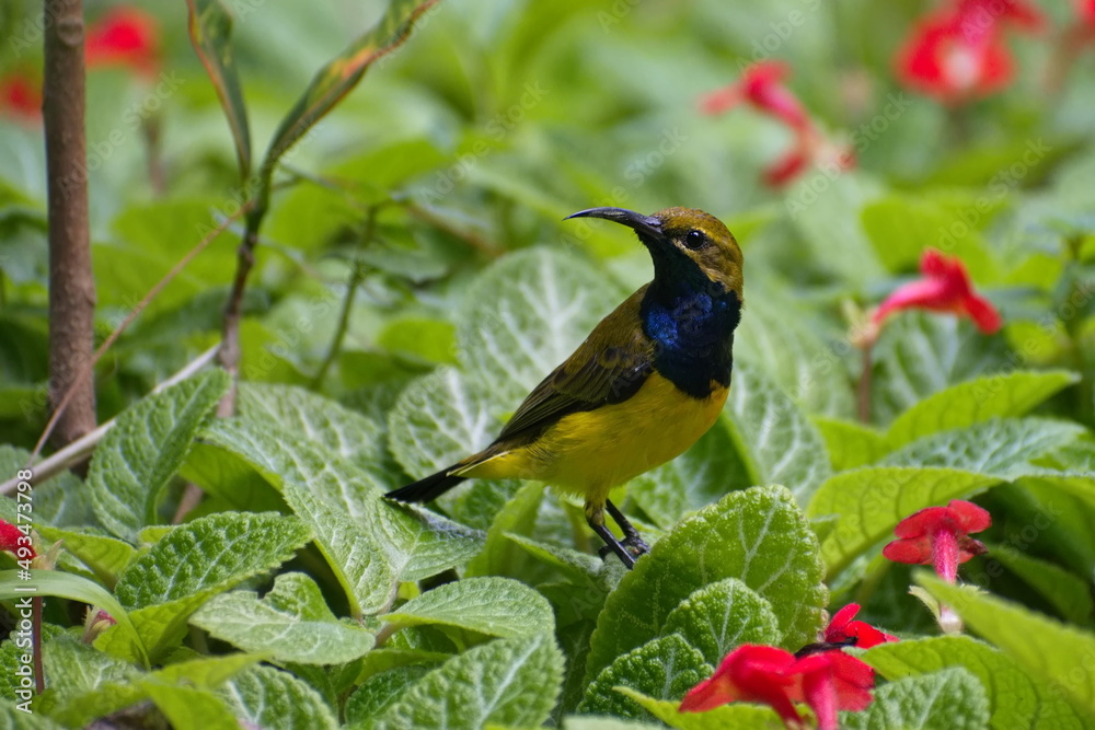 Male Olive-backed Sunbird from Queensland Australia Male Olive-backed Sunbird from Queensland Australia