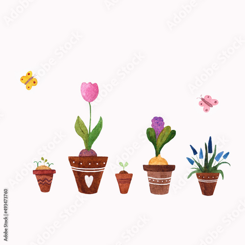 tulips in a pot