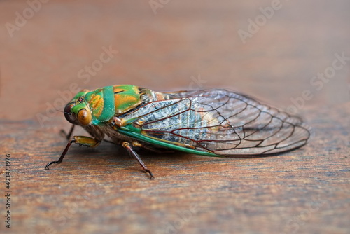 Large Australian green cicada closeup © Michael_Ibanes