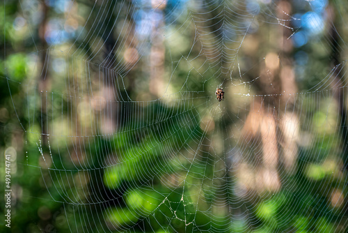 Large spider on a spiderweb. Wild animal on a silky web in a forest in Lithuania. Fauna closeup in the woods. Selective focus on the details, blurred background.
