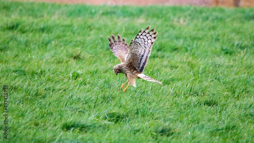 Hen harrier hunting