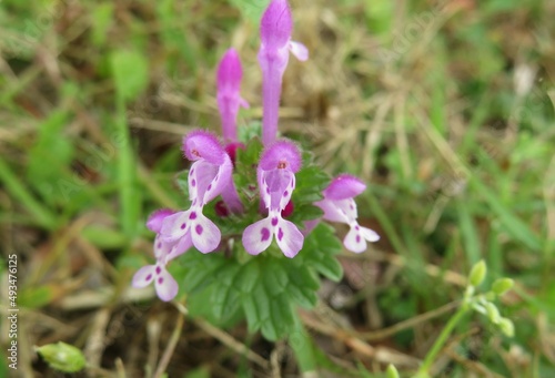 Beautiful spring lamium flowers in Florida wild, closeup photo