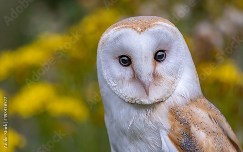 Konstfotografi Barn owl