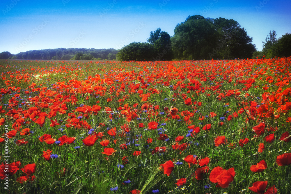 In spring with huge field of poppies 