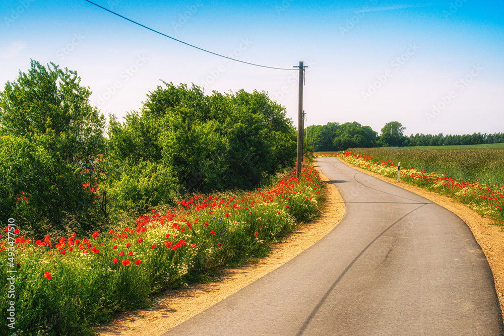 Country road lined with poppies in spring
