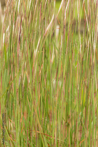 Capim-barba-de-bode ou Cyperus compressus é uma erva anual, da família das ciperáceas, de distribuição pantropical. Tal espécie vegeta em terrenos turfosos ou estéreis.  photo