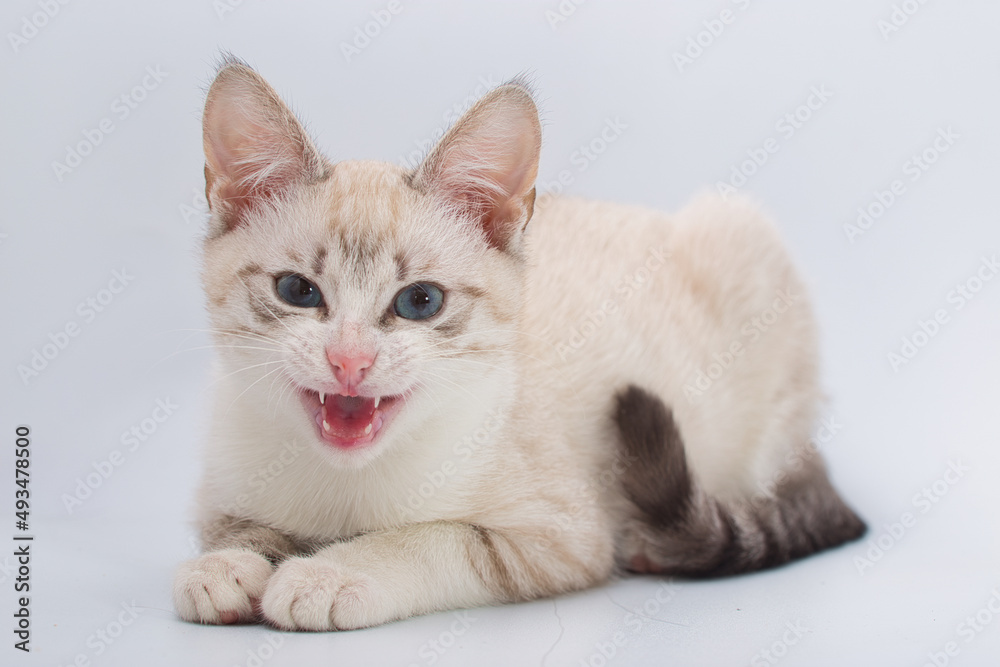 beautiful young British cat with blue eyes on a white background beautiful young British cat with blue eyes on a white background