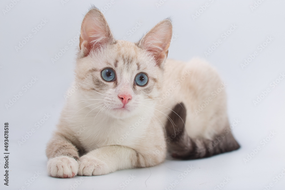 beautiful young British cat with blue eyes on a white background