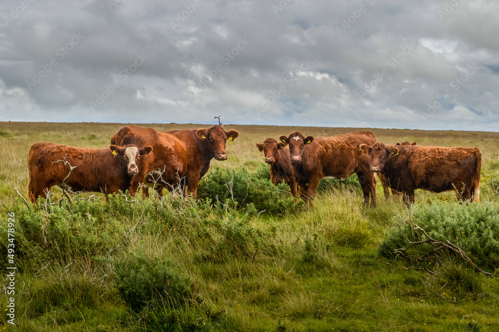 Cows on Exmoor