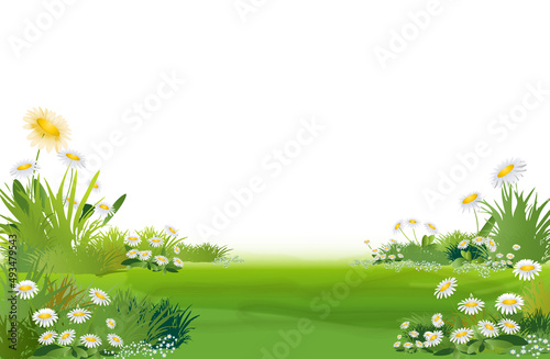 décor herbe verte et marguerites  blanches sur fond blanc photo