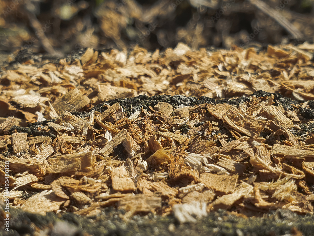 Yellow sawdust of trees scattered on the ground on a sunny day Yellow sawdust of trees scattered on the ground on a sunny day