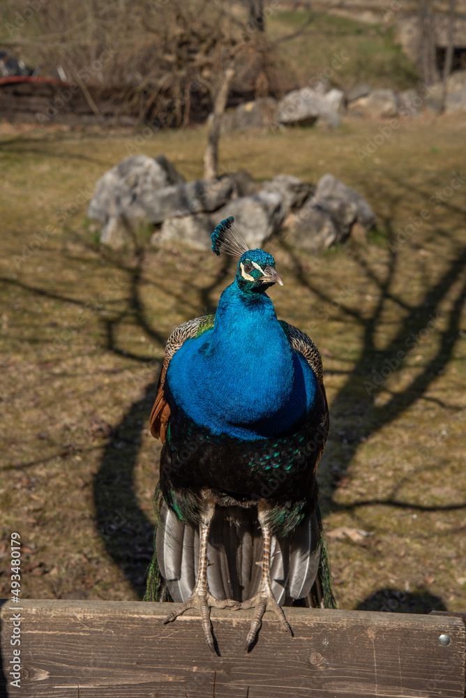 Fototapeta premium The Indian peafowl also known as the common peafowl, and blue peafowl, is a peafowl species native to the Indian subcontinent. It has been introduced to many other countries.