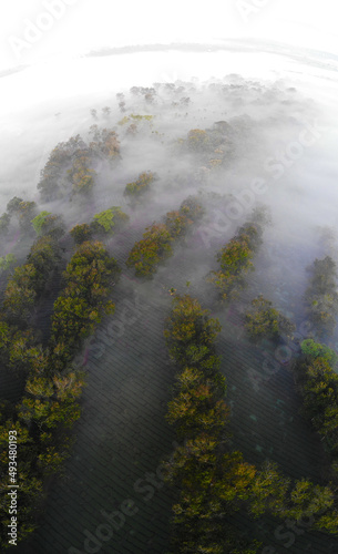 The overhead panorama of the tea hill