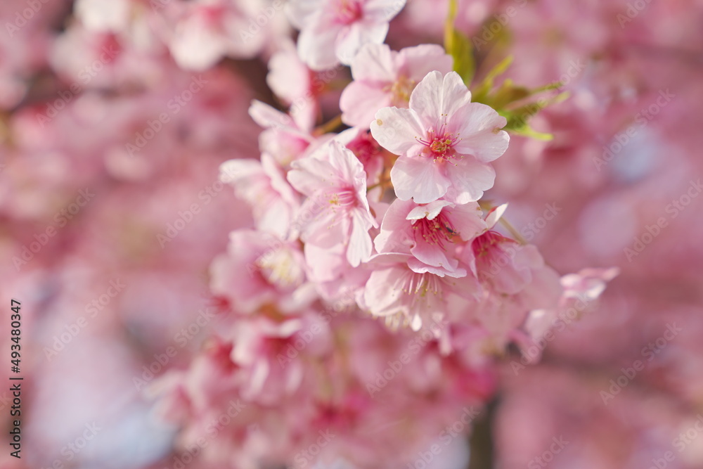 河津桜を見て一献 河津桜を見て一献