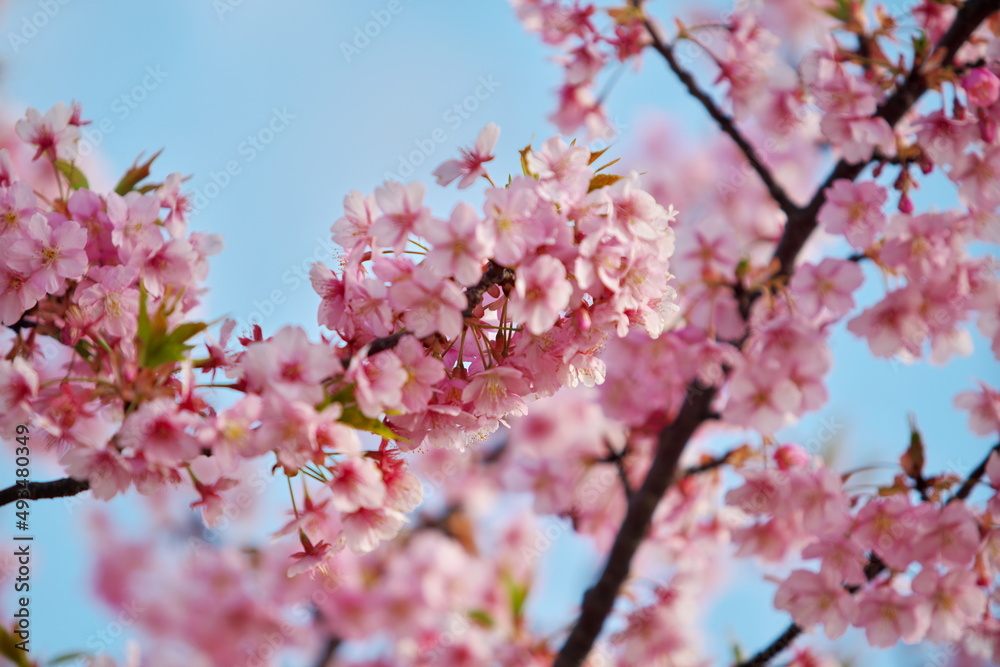 早春の河津桜