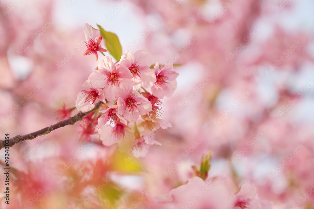 早い春を喜ぶ桜 早い春を喜ぶ桜