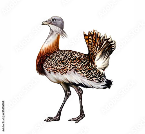 Bustard (Otis tarda) photo