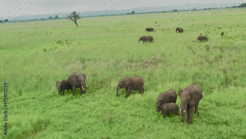 Herd of African Elephants grazing
