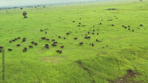 Herd of African Wildebeest grazing
