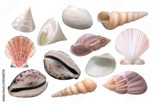 Collection of realistic seashells, summer theme vector illustrations