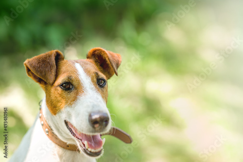 Cuadro en lienzo Smooth fox terrier sitting in a grass