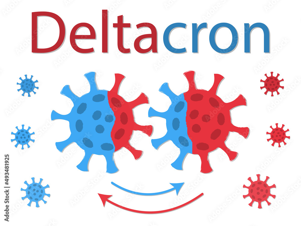Obraz premium Deltacron is a combination of delta and omicron. Recombination of viruses. Schematic drawing. Two viruses exchange their DNA. The exchange is shown by the color of the coronavirus spike proteins.